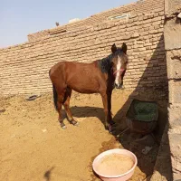 اسب مادیان