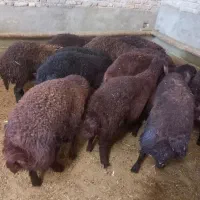 بره قربانی