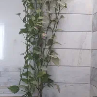 گل رونده با قیمت مفت مفت