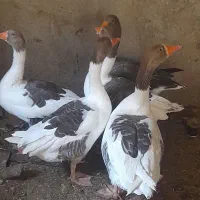 فروش غاز