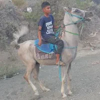 اسب|اسب و تجهیزات اسب‌سواری|بیکاه, |دیوار