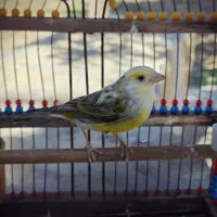 یاسمین قناری نر ابلق دهن کامل سهره