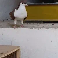 ساده کلاق سرخ نر