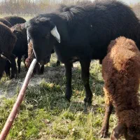 قوچ شیشک قره چال50