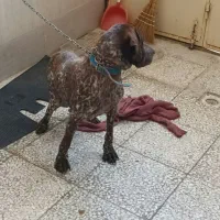 پرشین پیونتر ماده|سگ|لنگرود, |دیوار