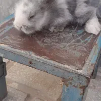 بچه خرگوش لوپ|موش و خرگوش|سبزوار, علمدار|دیوار