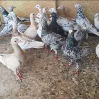 کبوترهفرنگ ۲۴تا برا یه بوم