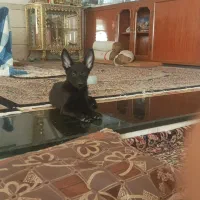 سگ مالنیوز بلک فروشی