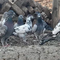 پلاکی|پرنده|باغ بهادران, |دیوار