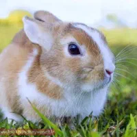 خرگوش اهدایی برای طبیعت