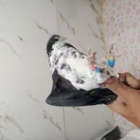 شهری|پرنده|شیراز, کرونی(خاتونک)|دیوار