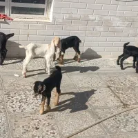 کهره شیری و بره شیری همه نژاد