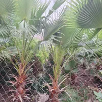 پالم سیکاس شمشاد یاس لاوسون