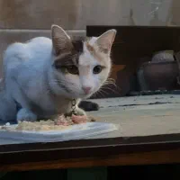 گربه پیدا شده