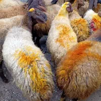 43راس گوسفندمیش با بره