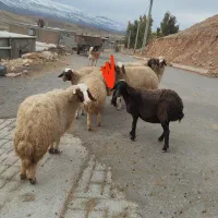 شک گوسفند میش بره