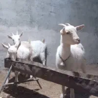 سه راس بزغاله ماده سانن اصیل ازمادران پرشیر|حیوانات مزرعه|تایباد, |دیوار