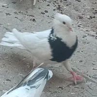 کبوتر های نقش و رنگ عالی|پرنده|تهران, وحیدیه|دیوار