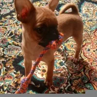 سگ شیهواوا سگ جیبی