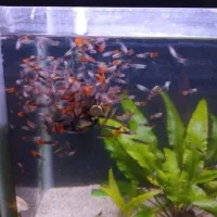 تعدادی ماهی گوپی کوی توکسیدو