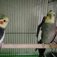 عروس هلندی نر