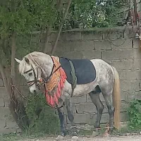 اسب نیله جنگی باری و نیمه سواری