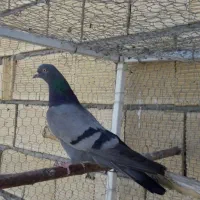 ماده سبز کاشونی پرش سنگین کبوتر میل بازیکن ساعتی|پرنده|اصفهان, جی شیر|دیوار