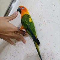 طوطی خورشیدی دستی سخنگو عروس هلندی ملنگو