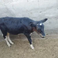 گوساله