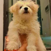 واگذاری سگ مالتیز