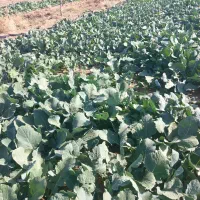 شلغم|خوردنی و آشامیدنی|طاغنکوه, |دیوار