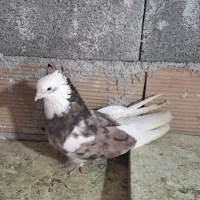 کبوتر هما|پرنده|ری, شهرک نظامی|دیوار