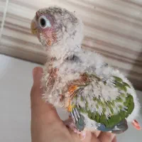 گرینچیک سرلاکی