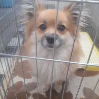 سگ پامرین روباهی