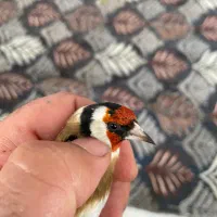 سهره نر آب دون خور شده درشت و‌کشیده قابل ارسال