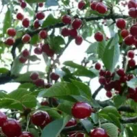 آلبالو فرنگی درشت شیرین