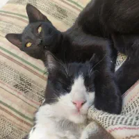 واگذاری|گربه|مشهد, کارگران|دیوار