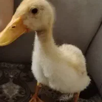اوردک