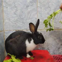 خرگوش|موش و خرگوش|دزفول, |دیوار