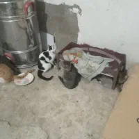 گربه خانگی|گربه|کاشان, شهرک انقلاب|دیوار