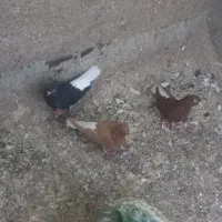 ۳ تا دم سفید نر درجه یک