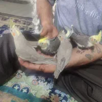 ۴ عدد جوجه جوجه عروس هلندی