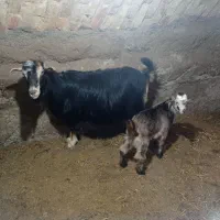 بز و بزغاله