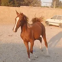 دوعدد کره مادیان اسب اصیل کورد بامدرک فروش فوری|اسب و تجهیزات اسب‌سواری|تهران, یافت‌آباد|دیوار