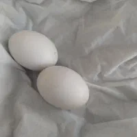 تخم نطفه دار کبوتر