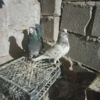 سلام نر هفت رنگ گم شده