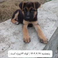 توله سگ ژرمن اصل ( نر ) ۸۸ روزه|سگ|لاهیجان, خمیر کلایه|دیوار