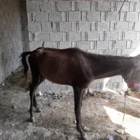 کره اسب نریون|اسب و تجهیزات اسبسواری|برازجان, |دیوار