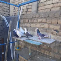 کبوتر رنگی وپرشی