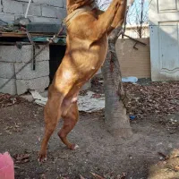 سگ پتی بور جوان